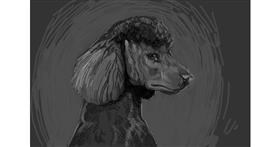 Drawing of Poodle by Bananahater