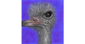 Drawing of Ostrich by KayXXXlee