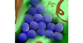 Drawing of Grapes by Valerie