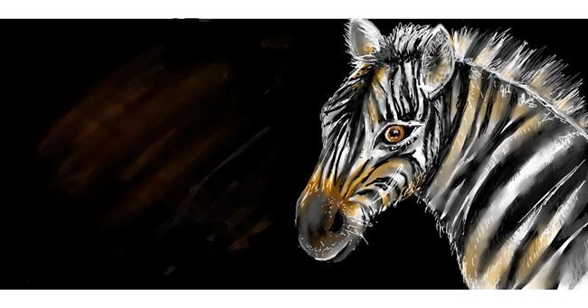 Zebra - autor: Robin