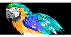 Drawing of Parrot by AsianWantsBlue-eyedBlonde