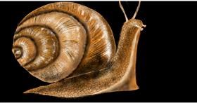 Schnecke-Zeichnung von Eclat de Lune