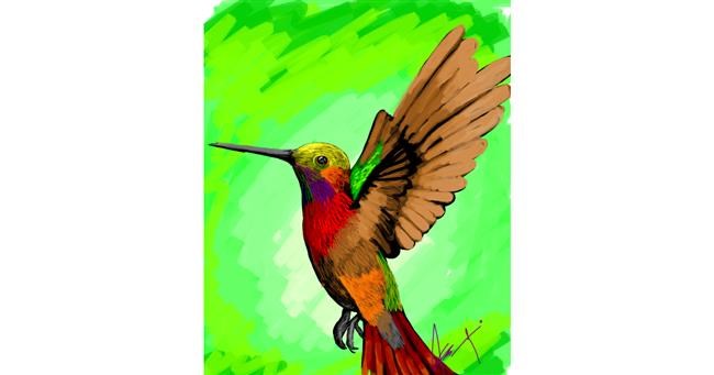 Drawing of Hummingbird by Arif