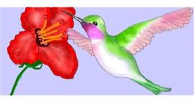 Drawing of Hummingbird by DebbyLee