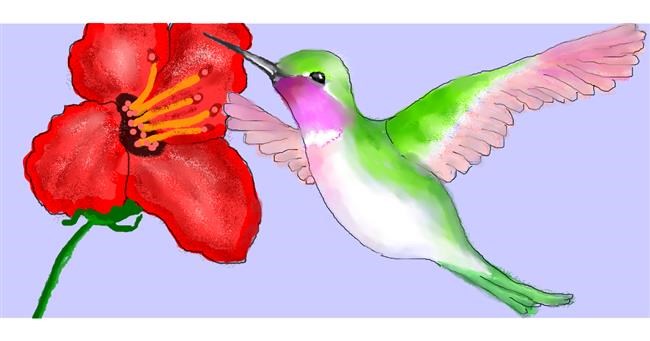 Drawing of Hummingbird by DebbyLee