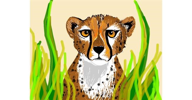 Gepard - autor: Darta