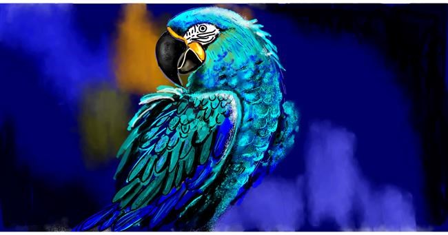Drawing of Parrot by Eclat de Lune