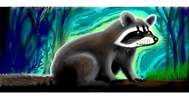 Drawing of Raccoon by Sumafela