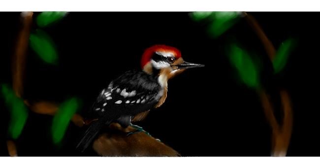 Drawing of Woodpecker by Annie