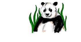 Panda - autor: Bob