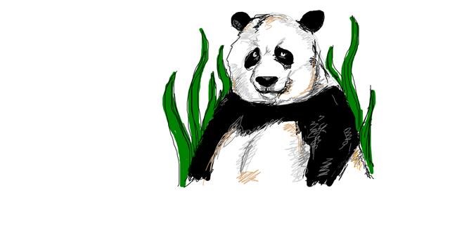 Panda - autor: Bob