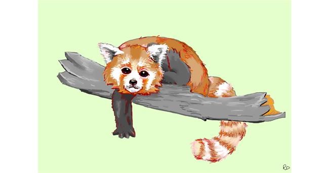 Crvena panda - autor: flowerpot