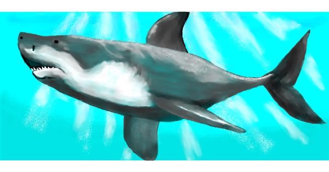 Drawing of Shark by Debidolittle