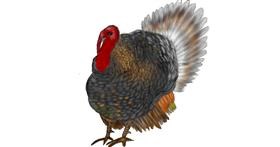 Drawing of Turkey by Jan