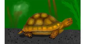 Drawing of Tortoise by No Face