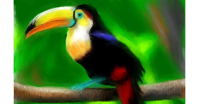 Drawing of Toucan by Herbert