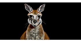 Drawing of Kangaroo by Chaching