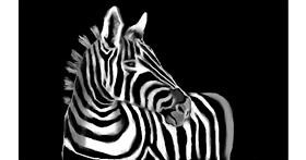 Zebra-Zeichnung von Tim