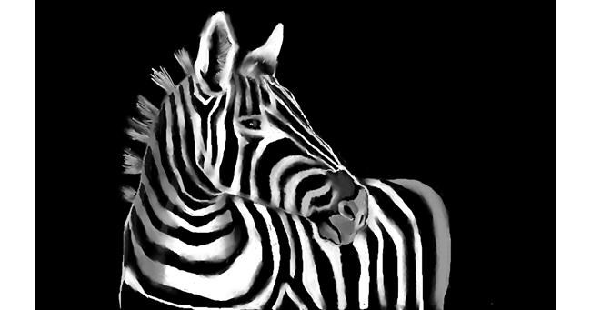 Zebra - autor: Tim