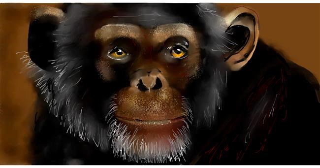 Drawing of Monkey by Mandy Boggs