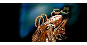 Drawing of Octopus by Chaching