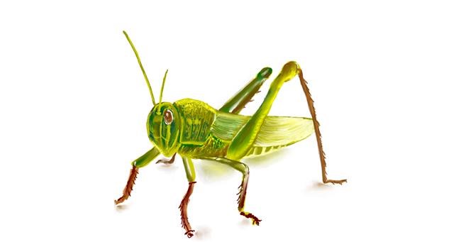 Drawing of Grasshopper by ⋆su⋆vinci彡