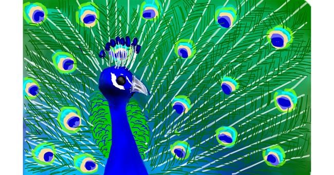 Drawing of Peacock by Zara