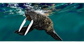 Drawing of Walrus by Chaching