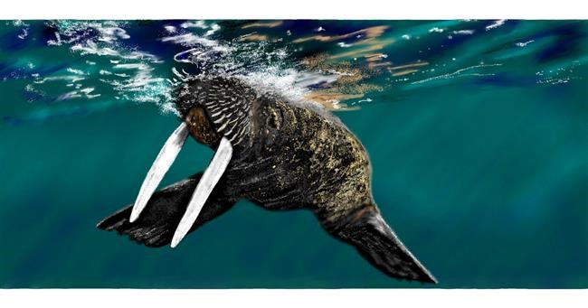 Drawing of Walrus by Chaching