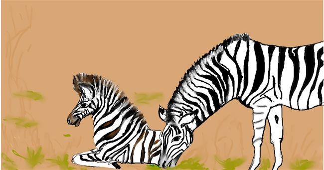 Zebra - autor: Maggy