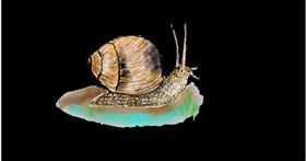 Drawing of Snail by Andy