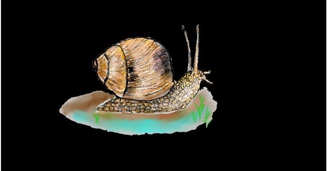 Schnecke-Zeichnung von Andy