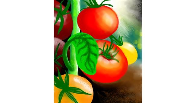 Drawing of Tomato by Fufu