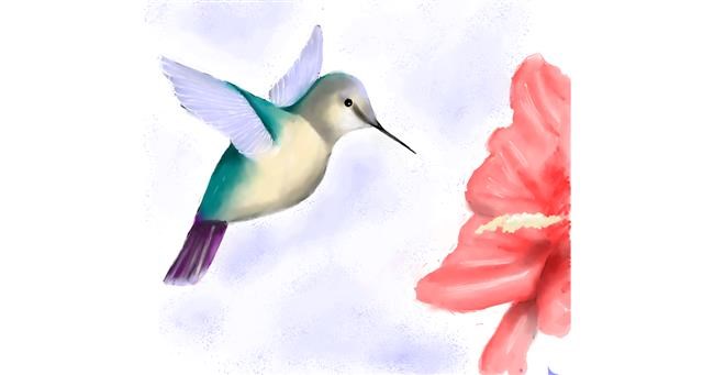 Drawing of Hummingbird by JSim