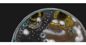 Drawing of Bacteria by Chaching