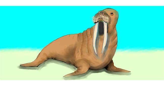 Drawing of Walrus by Debidolittle