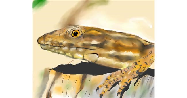 Drawing of Lizard by .