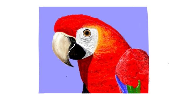 Drawing of Parrot by Andrea