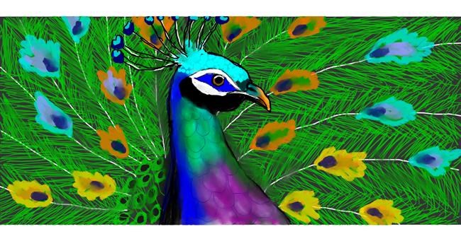 Drawing of Peacock by DebbyLee