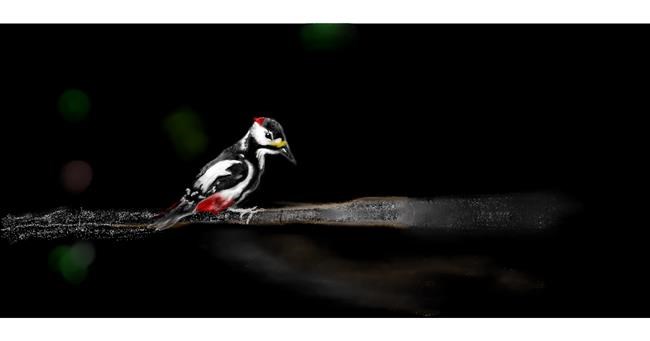 Drawing of Woodpecker by Chaching