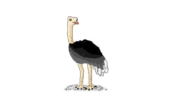 Drawing of Ostrich by coconut