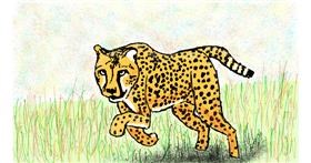 Gepard - autor: Sam