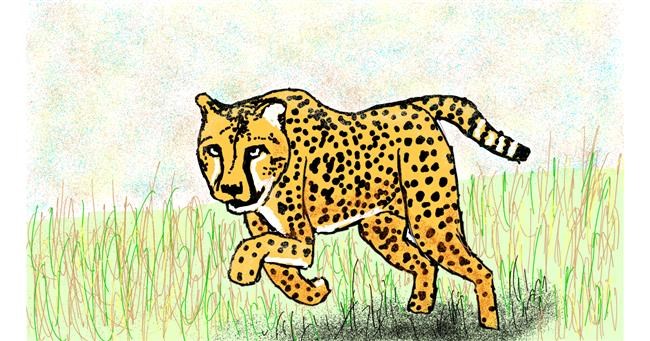 Gepard - autor: Sam