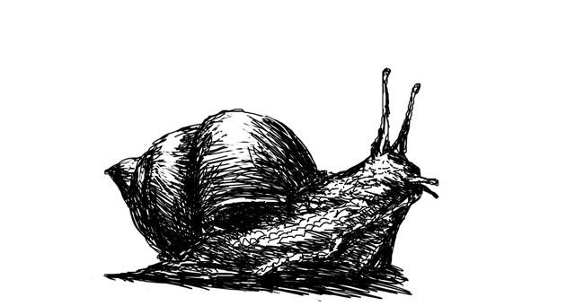 Schnecke-Zeichnung von Danielle