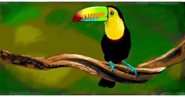 Drawing of Toucan by shiNIN