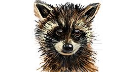 Drawing of Raccoon by KayXXXlee