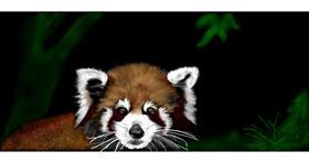 Drawing of Red Panda by Chaching