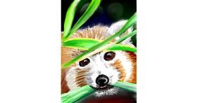 Drawing of Red Panda by ⋆su⋆vinci彡