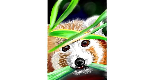 Drawing of Red Panda by ⋆su⋆vinci彡