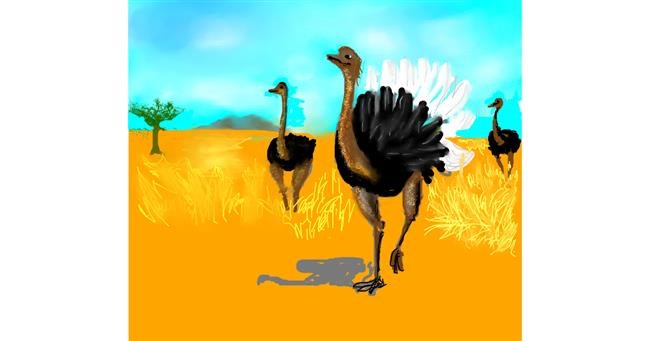 Drawing of Ostrich by Dexl